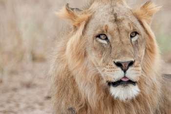 Lion wildlife in Kenya