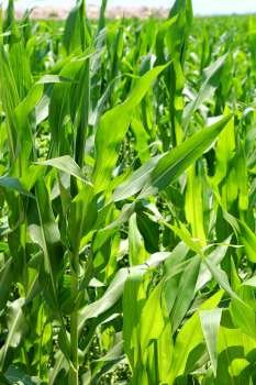 agriculture corn plants field green plantation texture