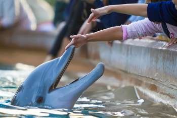 Children reaching out to touch a bottlenose dolphin´s nose