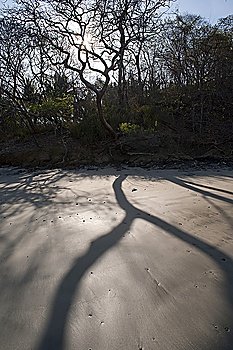 Shadows cast by trees on the sand