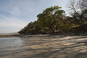Beach and treeline  Costa Rica