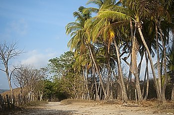 trees and palms astride a dirt road bounded by a rough fence