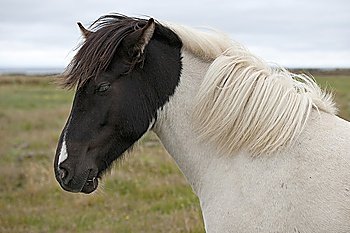 White Icelandic horse with black head and white blaze