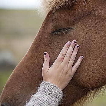 Hand stroking Icelandic horse face