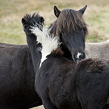 Icelandic horses nuzzling in pasture
