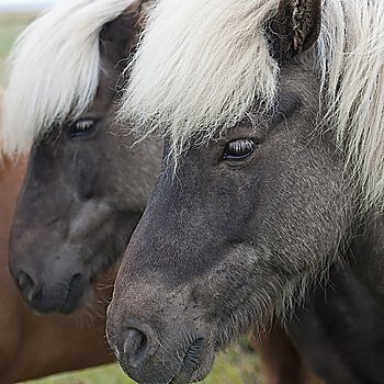 Icelandic horses in pasture, closeup head