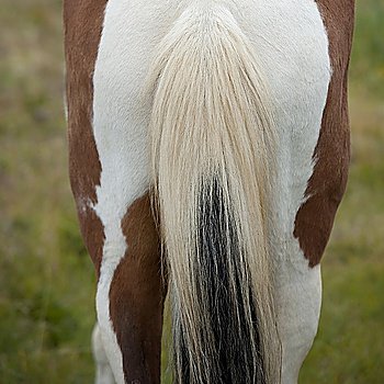 Icelandic horse rump and tail