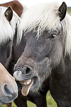 Icelandic horse with teeth showing