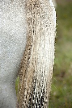 Tail of Icelandic horses in pasture