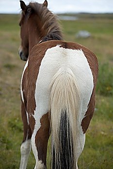 Tail of Icelandic horses in pasture