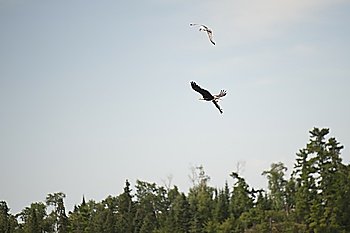 Hawk flying with a fish in his claws over Lake of the Woods, Ontario
