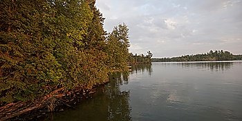 Forest along shoreline at Lake of the Woods, Ontario