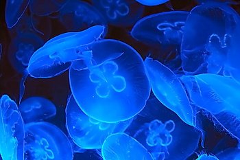 Blue jellyfish in deep blue water (Aurelia aurita) 