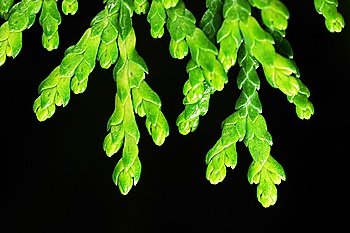 Close-up photo of green cypress leaves