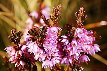 Extreme close-up of Winter Heath flowers