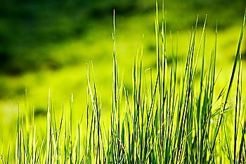Springtime grass close-up, soft lightening, horizontal frame