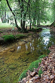 A small stream in a european forest, springtime, Italy.
