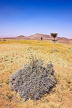 Wild flowers during spring season around Erg Chebbi desert, Maroc. Vertical frame.