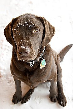 Snowflake Sprinkled Dog