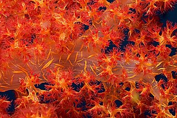 Klunzinger´s Soft Coral closeup