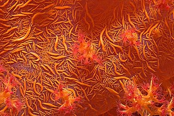 Klunzinger´s Soft Coral (Dendronephthya Klunzingeri)
