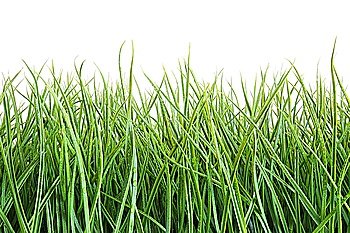 Tall wet grass against a white