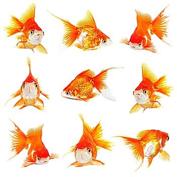 Gold small fishs on a white background