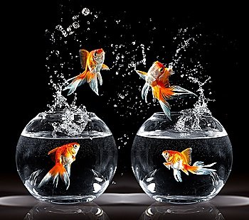 goldfishs jumps upwards from an aquarium on a dark background