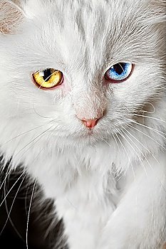 Portrait of a  varicoloured eyes white cat...