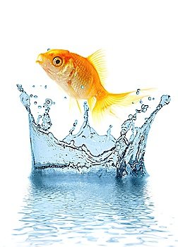 The gold small fish jumps out of water