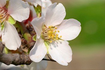 Almond white flowers with the soft background