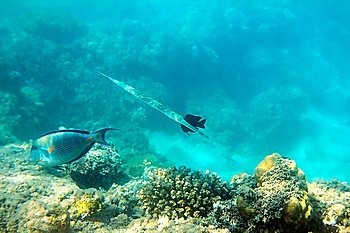 cornet-fish and surgeon-fish swiming under water among coral