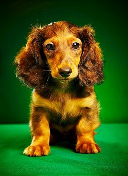 puppy dachshund on a green background