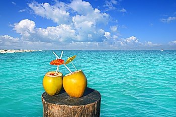 fresh two coconuts juice cocktail water straws in caribbean sea trunk