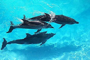 three dolphins high angle view turquoise water swimming