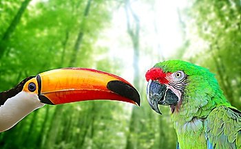 Toco toucan and Military Macaw Green parrot in jungle in love birds