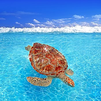 Green sea Turtle Chelonia mydas  Caribbean sea Cheloniidae water surface