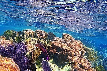 Caribbena coral reef Mayan riviera colorful species underwater treasure