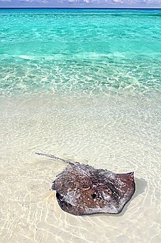 southern stingray Dasyatis americana in Caribbean beach Contoy Mexico