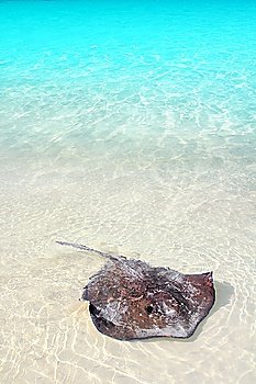southern stingray Dasyatis americana in Caribbean beach Contoy Mexico
