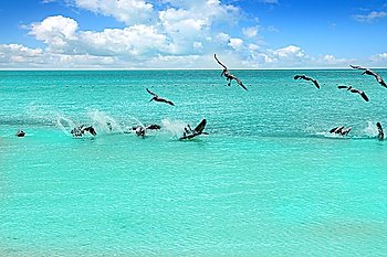 Caribbean pelican turquoise beach tropical sea view Mexico
