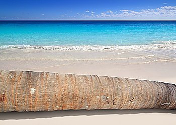 coconut palm tree trunk lying on turquoise beach sand