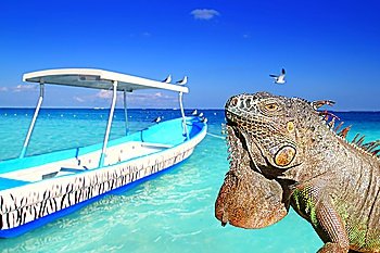 Mexican iguana in Caribbean tropical beach boat summer vacations