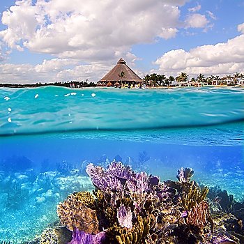 Coral reef in Mayan Riviera Cancun Mexico underwater