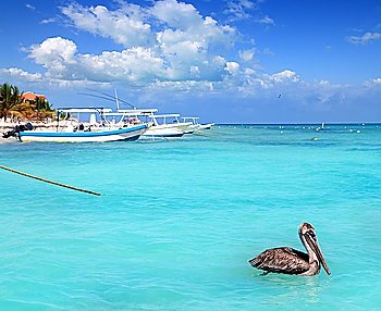 Puerto Morelos beach Mayan riviera Caribbean sea pelican bird