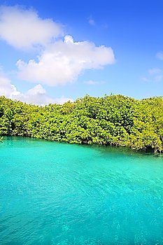 cenote mangrove clear turquoise water Mayan Riviera Mexico