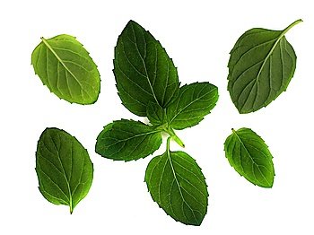 Leaves of the spearmint plant, used in cooking, for a background or design element