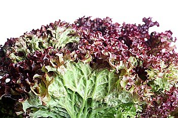 A lollo rosso lettuce viewed close-up from the side.