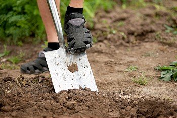 gardener - only feet to be seen - digging the soil in spring with a spade to make the garden ready