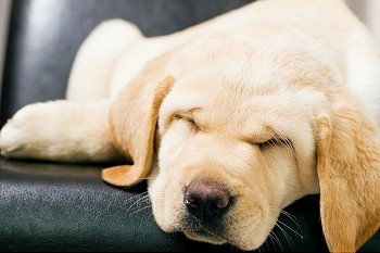Cute Labrador Retriever puppy sleeping on a chair